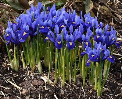 Reticulated Iris