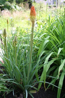 Red Hot Poker