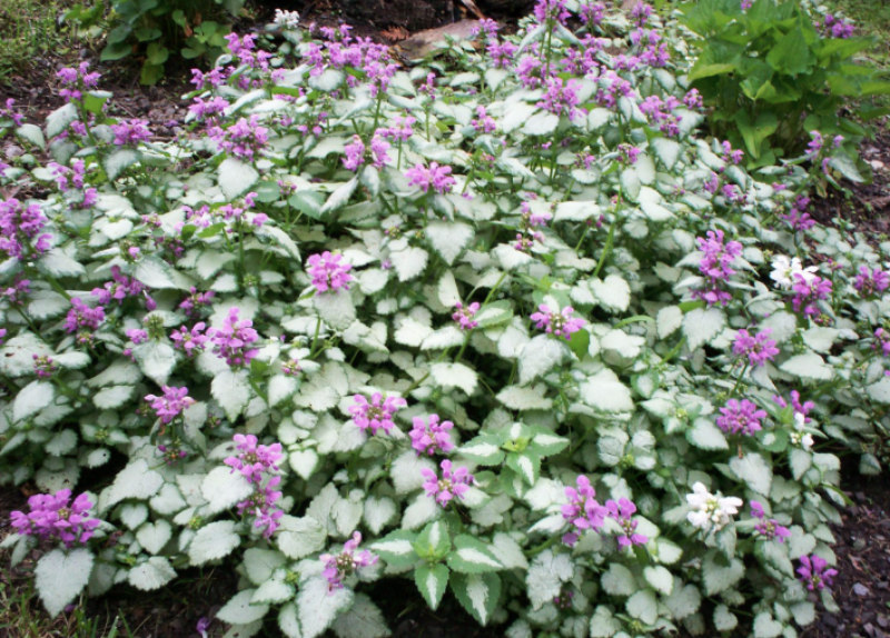 Lamium, spotted dead nettle xeriscape ground cover