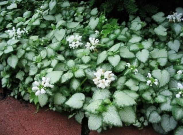 Lamium "White Nancy"