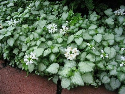 White Nancy Creeping Lamium