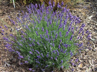 English Lavender