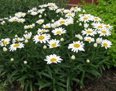 Shasta Daisy 'Snow Lady'