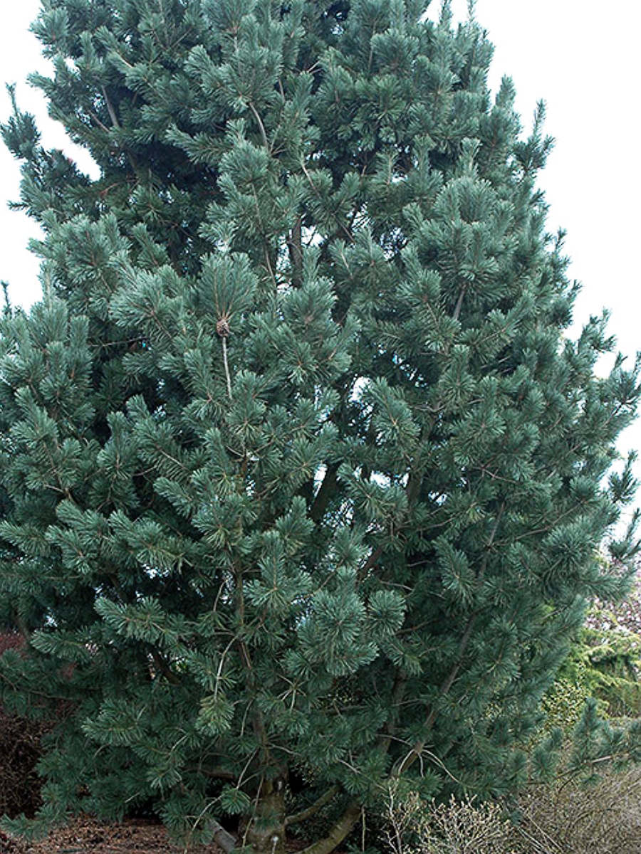 Limber Pine- new tree planting in the UnH2O garden in Kelowna, BC