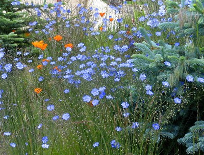 Blue Flax