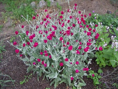 Rose Campion