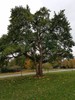 Osage Orange