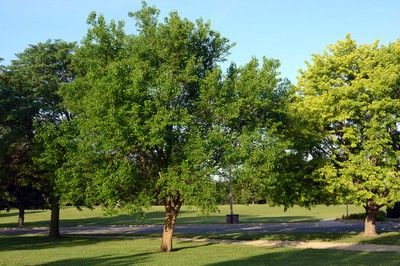 Osage Orange