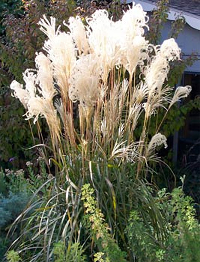 Miscanthus Malepartus ornamental grass