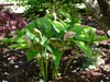 Lenten Rose (Hellebore)