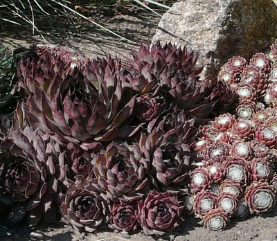 Hen and Chicks