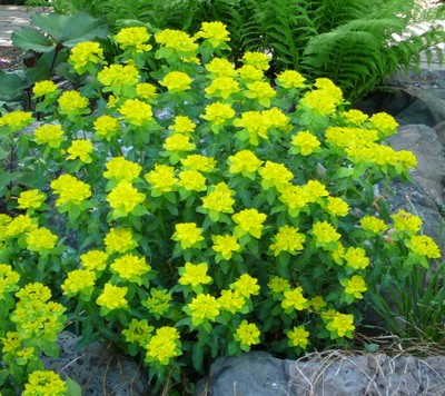 Cushion Spurge