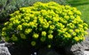 Cushion Spurge