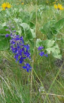 Upland Larkspur