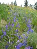 Upland Larkspur