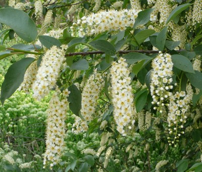 Chokecherry