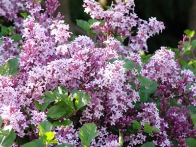 Meyer Lilac