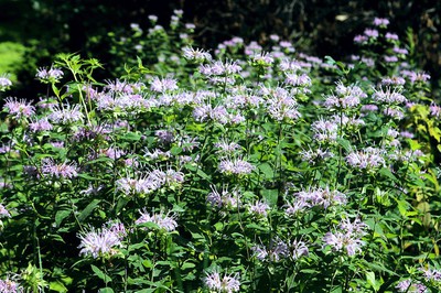 Wild bergamot