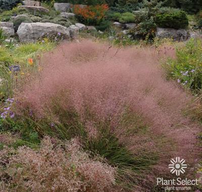 Ruby Muhly Grass