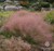 Ruby Muhly Grass thumbnail