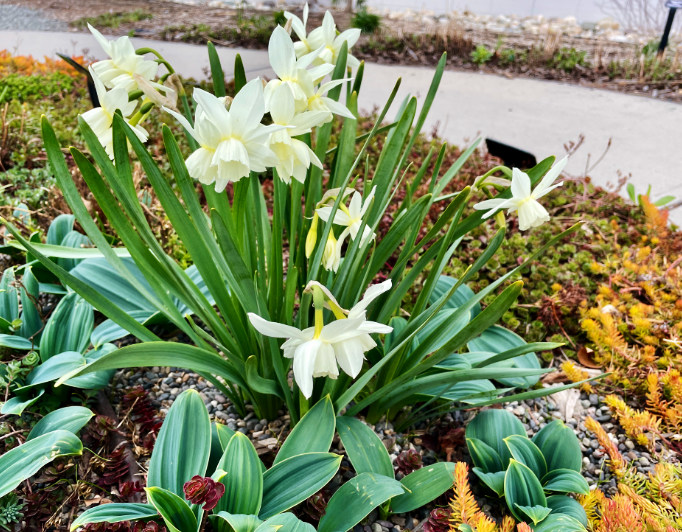 Daffodils