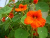 Nasturtium