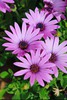 Osteospermum