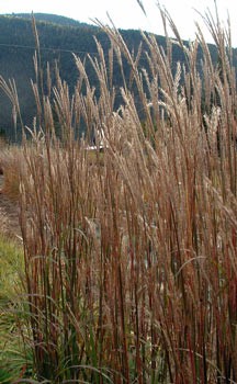 New Wave Big Bluestem