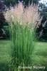  Feather Reed Grass