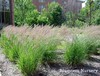  Feather Reed Grass