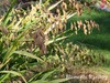 Northern Sea Oats