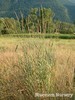 Giant Wild Rye