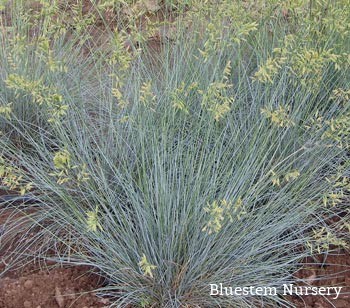 Idaho Fescue