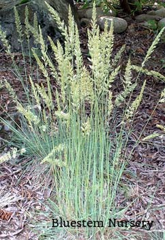 Blue Hair Grass