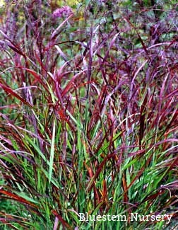 Red Switch Grass