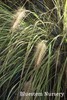 Fountain grass