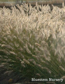 Fountain grass