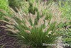 Dwarf fountain grass