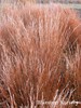 Dwarf fountain grass