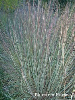 Little Bluestem 'Prairie Blues'