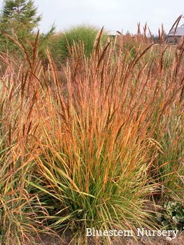 Indian Grass