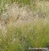 Prairie Dropseed