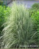 Variegated reed grass