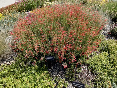 Pine Leaf Penstemon