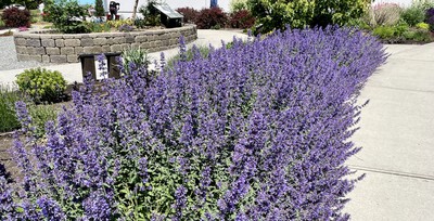 Walker's Low Catmint