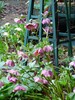 Lenten Rose (Hellebore)