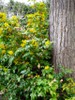 Oregon Grape Holly