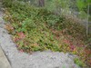 Oregon Grape Holly