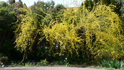 Northern Gold Forsythia