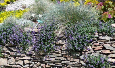 Dropmore Blue Catmint